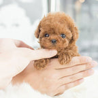 Jouet Interactif pour Chiens | Réactif à la Voix et au Toucher